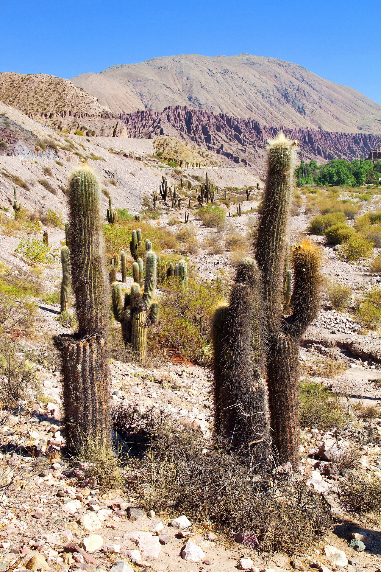 Argentinische Hochlandlandschaft